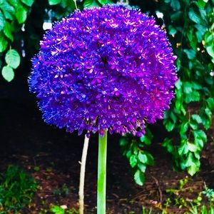 Meet your Posher, Sherry